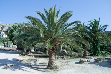 Lonely palm on the sand - in a sunny day, in Greeceの写真素材