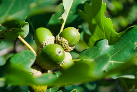 Bunch of acorns between oak leaves - green, natureの写真素材