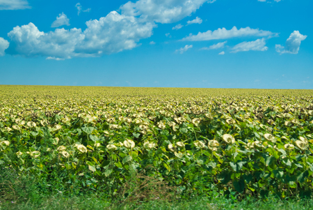 A sunflower field under the blue sky - white clouds, harvest, sunshineの写真素材