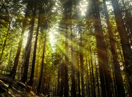 The sun radiates through the branches of tall trees - iridescentの写真素材
