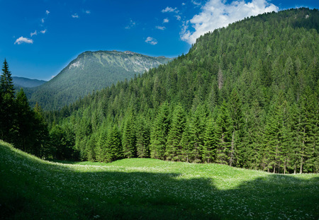 Mountain landscape with crests and fir trees - in a summer dayの写真素材