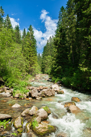 Landscape with flowing water in the mountains - trees, greenの写真素材
