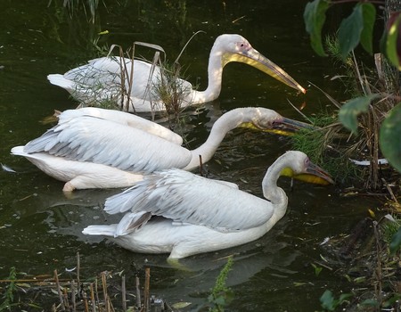 Close up with pelicans looking for food in the water - wild bird at the zooの写真素材