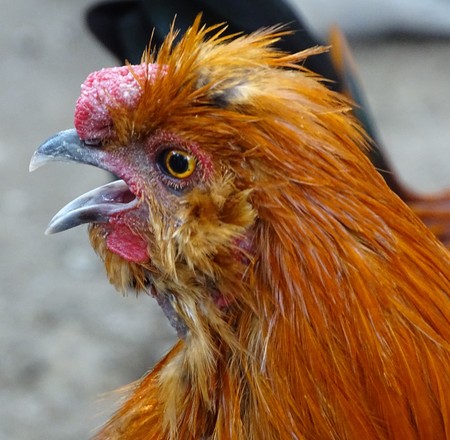 Close up with red chicken, domestic poultry egg - poultry / zooの写真素材