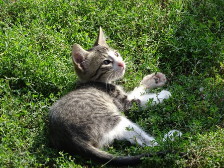 Close up of cat grass - grey cat purring in the sunの写真素材