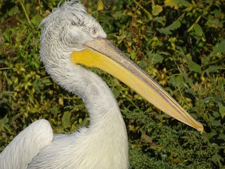 Close up profile of pelican with ruffled feathers - zoo animal / nature / migrationの写真素材