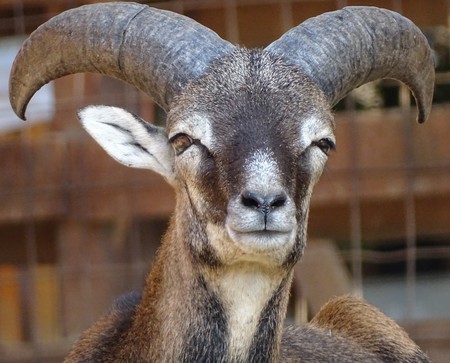 Close up of male mouflon with horns large front view - animal zoo / wild natureの写真素材
