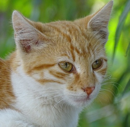 Close up of orange cat with green eyes - cute pet animalの写真素材