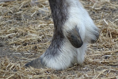Close up hoof reindeer, back view - animal zoo / yard domestic / wild natureの写真素材