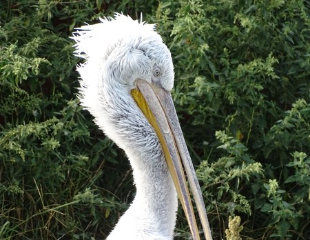 Close up profile of pelican with ruffled feathers - zoo animal / nature / migrationの写真素材