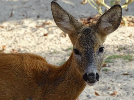 Close up of baby deer that looks towards the camera - Bambiの写真素材