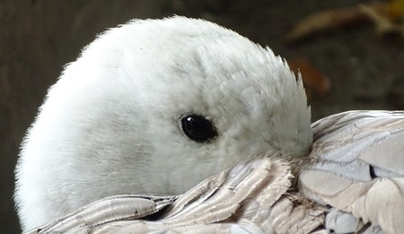 Close up with the white goose, colorful, cleaning its feathers - bird at the zoo / yardの写真素材