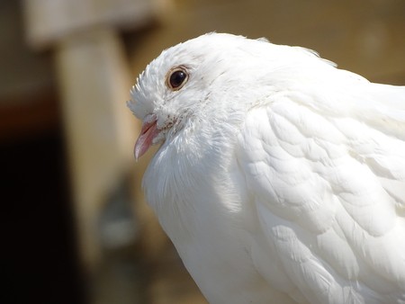 Close up white pigeon / dove on brown background. Bird of peace. Pigeon mail.の写真素材