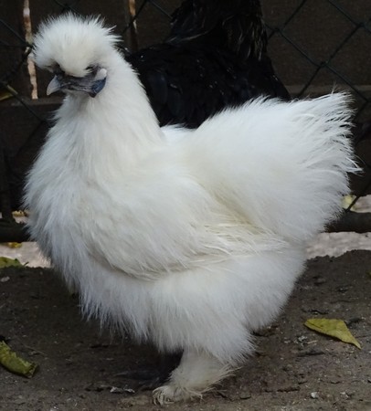 Close up with white dwarf chicken - domestic bird at the zooの写真素材