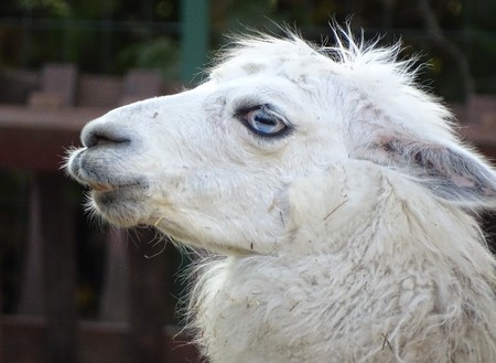 Close up with white llama and blue eyes - wild animal at the zooの写真素材