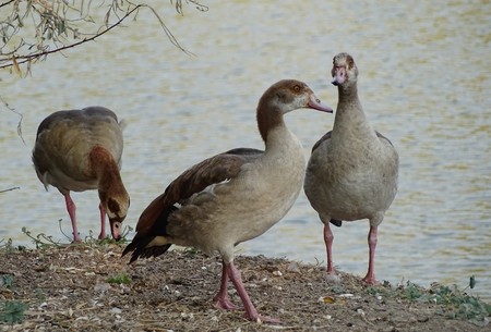 Close up of ducks on the waterfront - migratory birds / Zooの写真素材