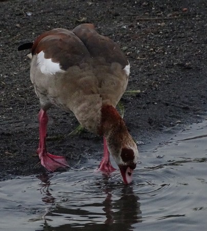 Close up of duckson the waterfront - migratory bird / Zooの写真素材