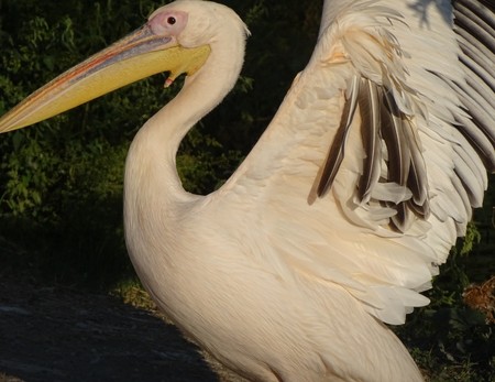 Close up with pelican with open wings - wild bird at zooの写真素材