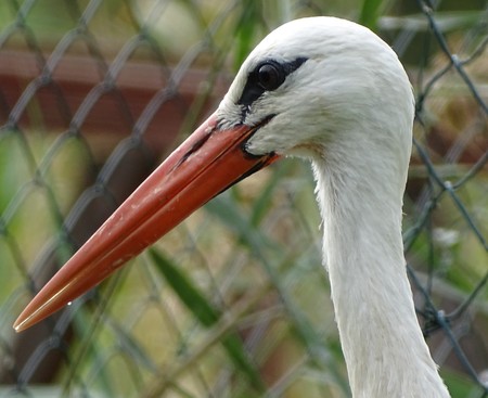 Close up with orange beak stork profile - migratory bird / zoo / lakeの写真素材