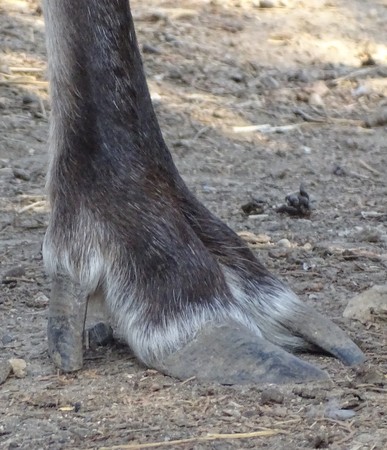 Close up hoof reindeer, front view - animal zoo / yard domestic / wild natureの写真素材