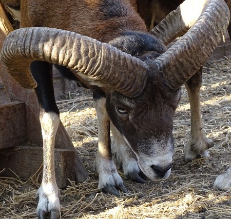 Close up of male mouflon with horns large front view - animal zoo / wild natureの写真素材