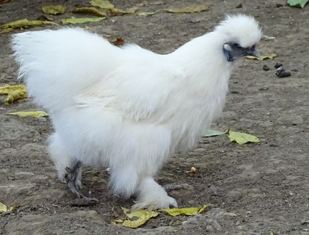Close up with white dwarf chicken - domestic bird at the zooの写真素材