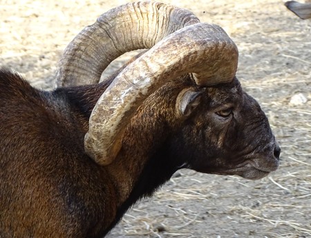 Close up with big-horned mouffle male, side view - animal at zoo / wild in natureの写真素材