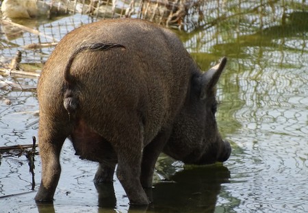 Close up of wild pig brown drinking water - animal zoo / home yardの写真素材