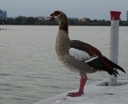 Close up of duckson the waterfront - migratory bird / Zooの写真素材