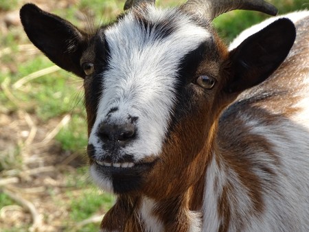Close up with the goat laughing - animal at zoo / pasture, black face and earsの写真素材