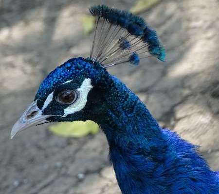 Close up with peacock - colorful bird at the zoo, blue, eyesの写真素材