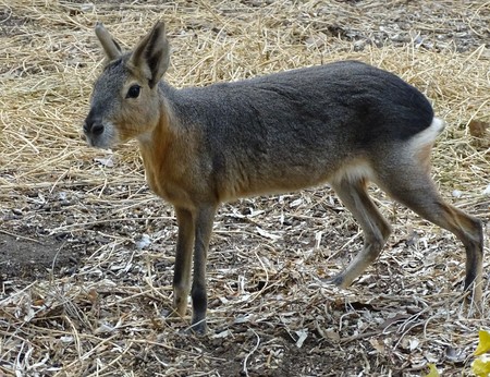Close up with Patagonian Mare (Dolichotis patagonum) - wild animal at the zoo / a king of rabbitの写真素材