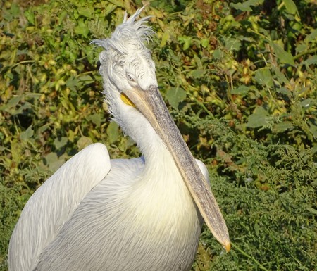 Close up profile of pelican with ruffled feathers - zoo animal / nature / migrationの写真素材