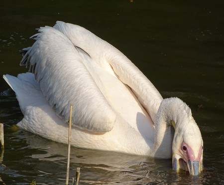 Close up with pelican looking for food in the water - wild bird at the zooの写真素材