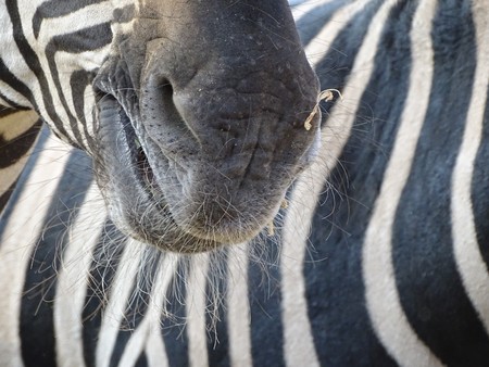 Close up with mouth and mustache of zebra - animal at zoo, wild in nature / black and white patternsの写真素材