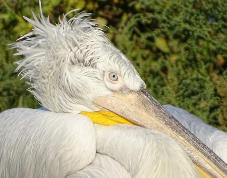 Close up profile of pelican with ruffled feathers - zoo animal / nature / migrationの写真素材