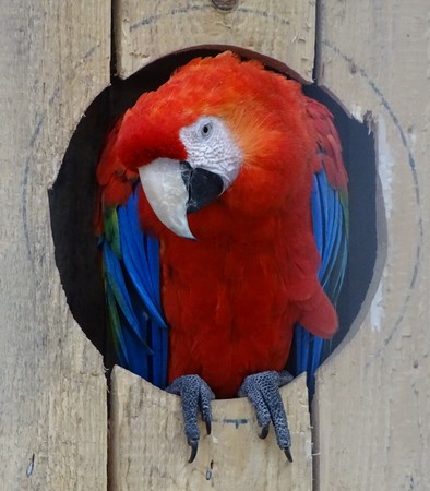 Closeup with macaw parrot at the exit of the nest - red and blue parrotの写真素材