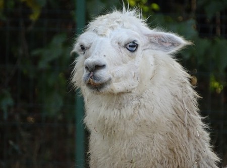 Close up with white llama and blue eyes - wild animal at the zooの写真素材