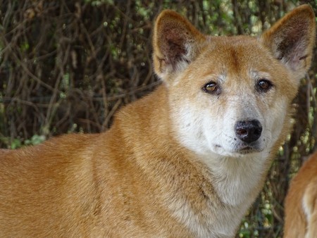 Close up with dog dingo - animal at zoo, mouth, ears, figureの写真素材