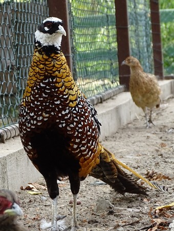 Close up of Reeve's pheasant - pheasant Chinese endangered, protectedの写真素材