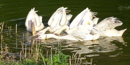 Close up with pelicans looking for food in the water - wild bird at the zooの写真素材