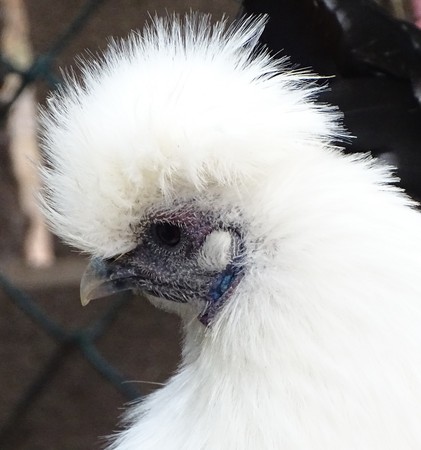 Close up with white dwarf chicken - domestic bird at the zooの写真素材