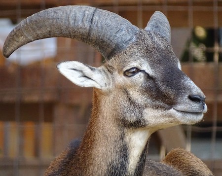 Close up of male mouflon with horns large front view - animal zoo / wild natureの写真素材
