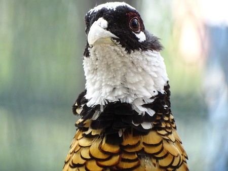 Close up of Reeve's pheasant - pheasant Chinese endangered, protectedの写真素材