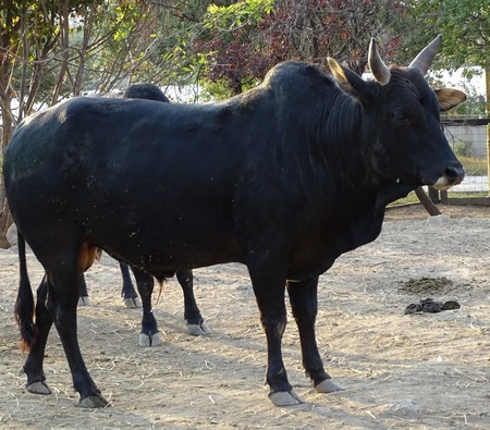 Close up with  black cow - indian cow - domestic animal / zooの写真素材