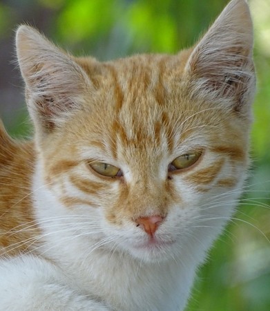Close up of orange cat with green eyes - cute pet animalの写真素材
