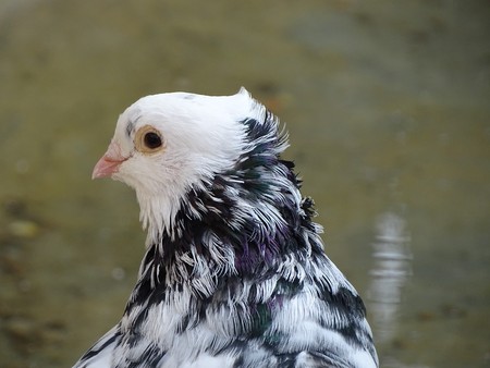 Close up colorful pigeon / dove on brown background. Bird of peace. Pigeon mail.の写真素材