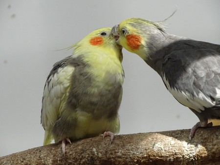 Close-up of a pair of cockatiel in love on a creanga - gray and yellow birds in affectionate postureの写真素材