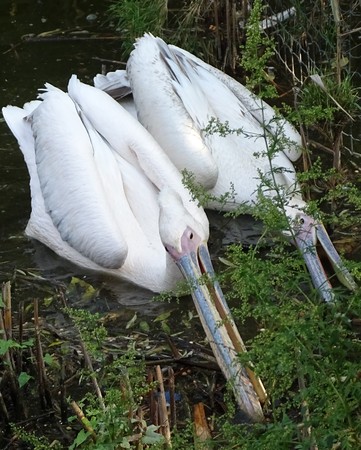 Close up with pelicans looking for food in the water - wild bird at the zooの写真素材