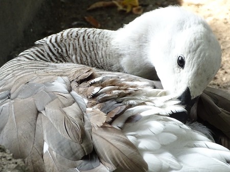 Close up with the white goose, colorful, cleaning its feathers - bird at the zoo / yardの写真素材